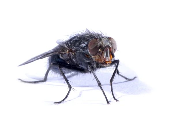 Vanliga fluga på vitboken blad — Stockfoto
