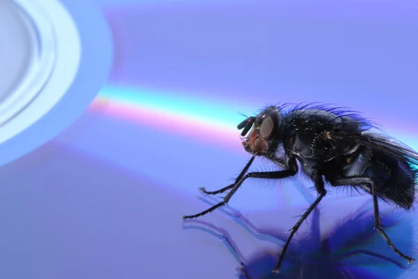 Ordinary fly on compact disk — Stock Photo, Image