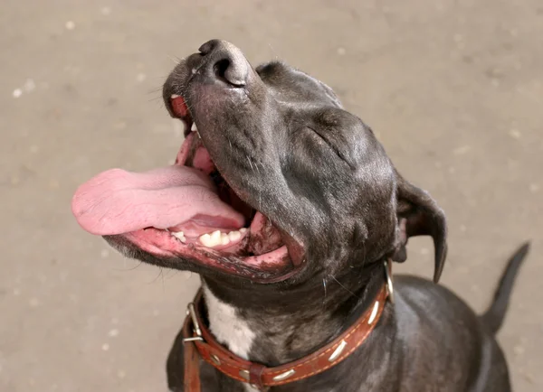 Boca de cão — Fotografia de Stock