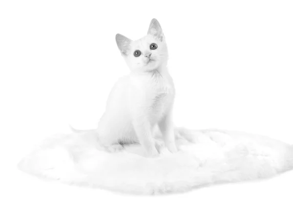 White kitten black & white — стоковое фото