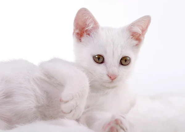 Gatito en piel blanca — Foto de Stock