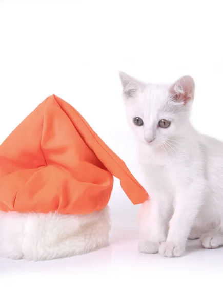 Gatinho com boné Cristmas — Fotografia de Stock