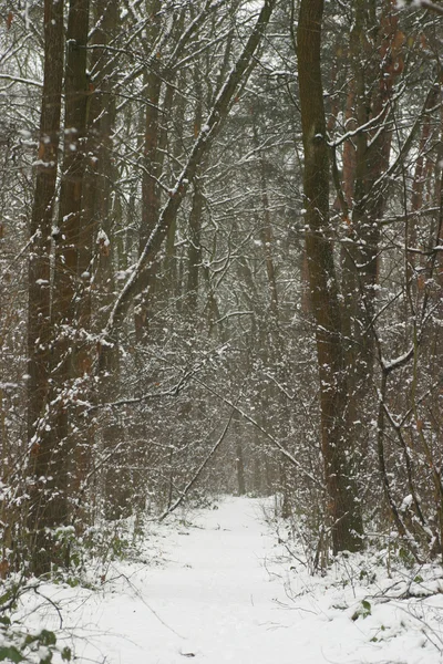 La strada attraverso la foresta invernale — Foto Stock