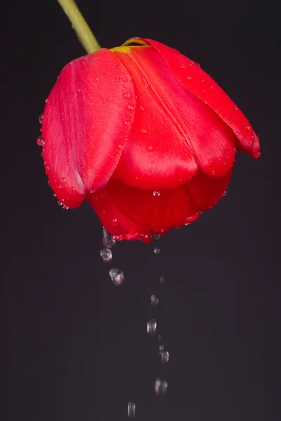 Tulip med droppar — Stockfoto