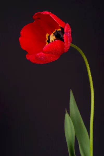 Tulpe mit Tropfen — Stockfoto