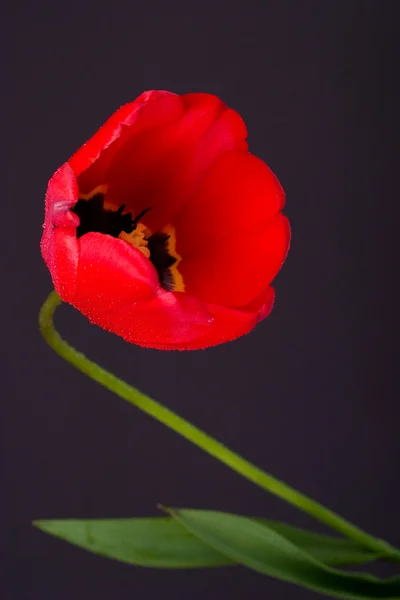 De tulp — Stockfoto