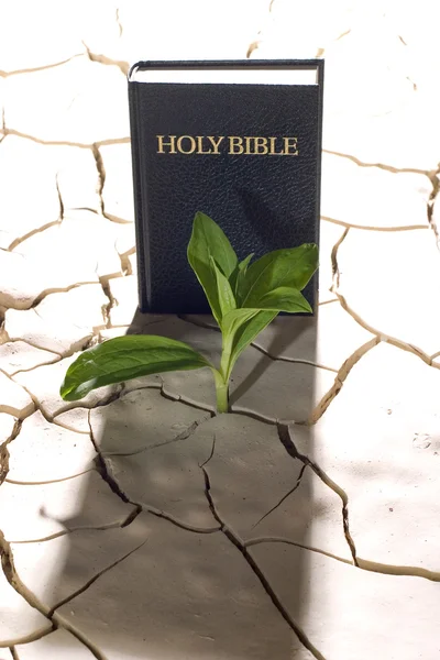 Libro de la Biblia — Foto de Stock