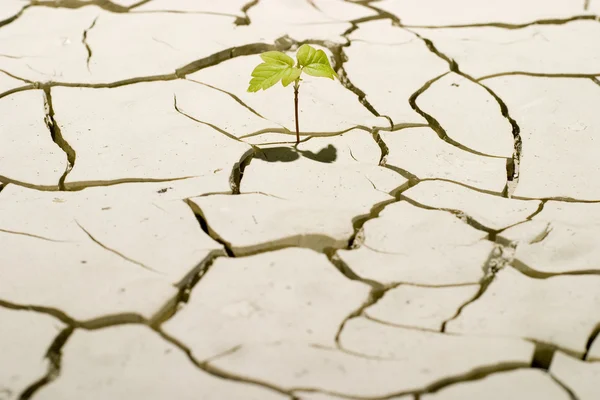 A planta — Fotografia de Stock