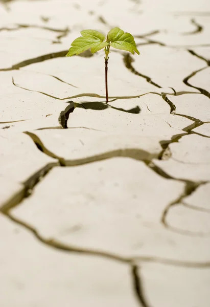 A planta — Fotografia de Stock