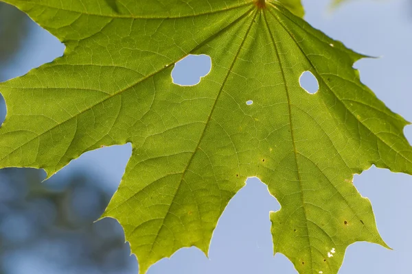 Folha de bordo close-up — Fotografia de Stock