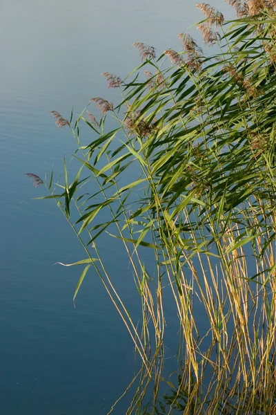 Reed v vodě — Stock fotografie