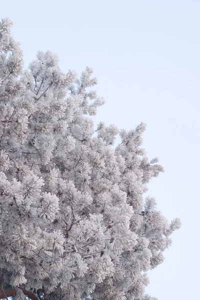 Arbre avec un givre — Photo