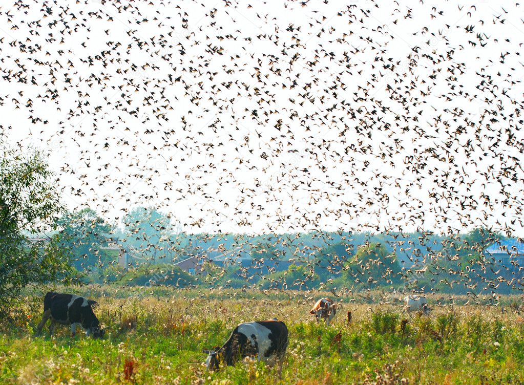 Crowd of starlings