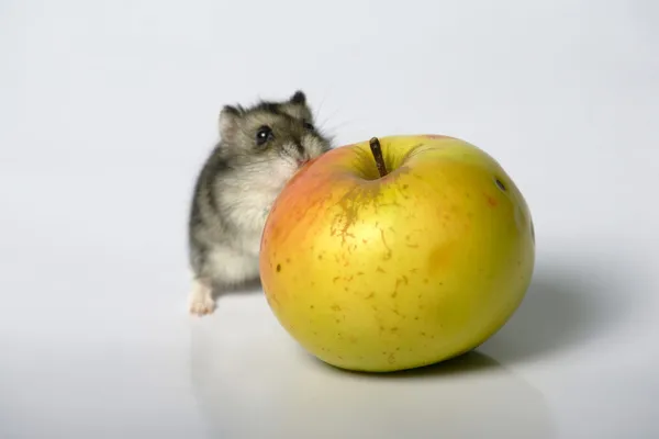 Hamster mit einem Apfel — Stockfoto