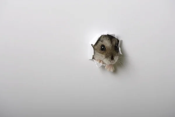Hamster domestique dans le trou Image En Vente