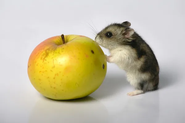 与苹果公司的仓鼠 免版税图库图片