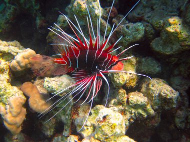 tropikal deniz ve sualtı yaşamı