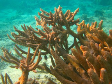 tropikal deniz ve sualtı yaşamı