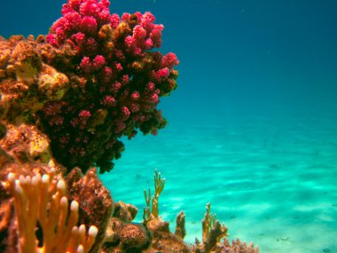 tropikal deniz ve sualtı yaşamı