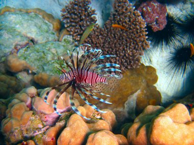 tropikal deniz ve sualtı yaşamı