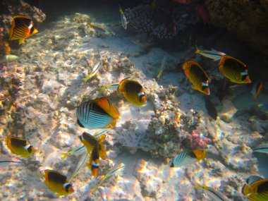 tropikal deniz ve sualtı yaşamı