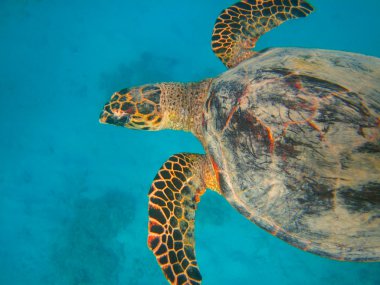 Sualtı tropikal turtle
