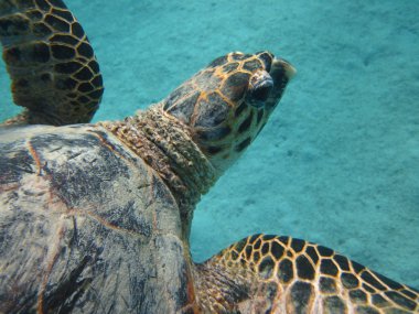 Sualtı tropikal turtle