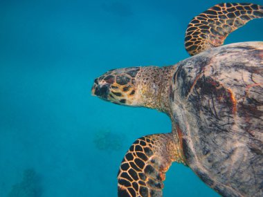 Sualtı tropikal turtle