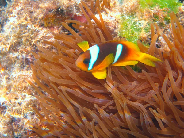 Подводная жизнь тропического моря — стоковое фото