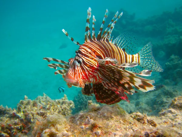 Undervattens liv av tropiska havet — Stockfoto