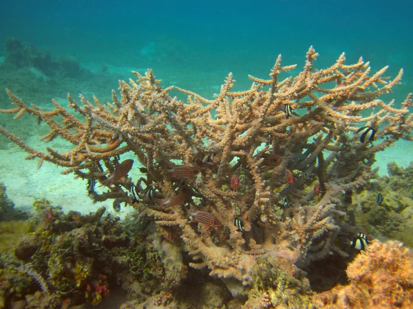 Подводная жизнь тропического моря — стоковое фото