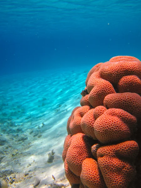 Kehidupan bawah air laut tropis — Stok Foto