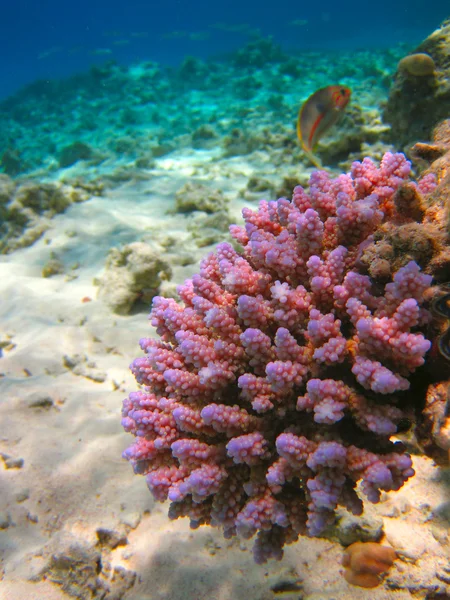 Unterwasserwelt des tropischen Meeres — Stockfoto