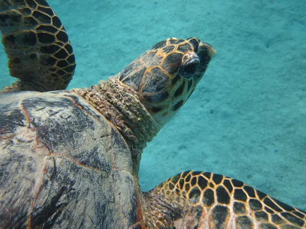 Sköldpadda i tropiska under vattnet — Stockfoto