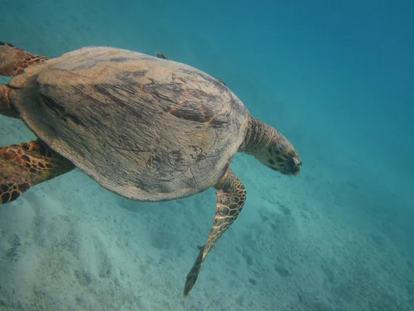 Želva v tropické pod vodou — Stock fotografie