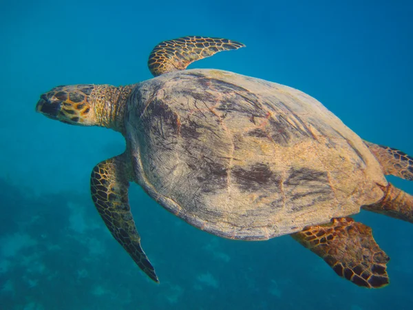 Želva v tropické pod vodou — Stock fotografie