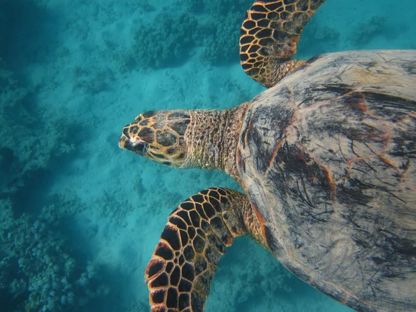 Sköldpadda i tropiska under vattnet — Stockfoto