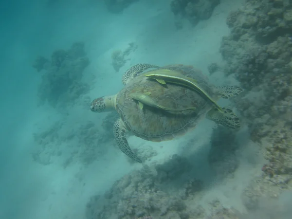 Tortuga en tropical bajo el agua — Foto de Stock