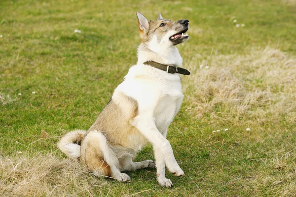 Joven perro husky al aire libre — Foto de Stock