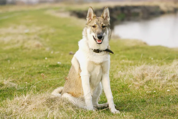 หนุ่มสุนัข husky ในอากาศเปิด — ภาพถ่ายสต็อก