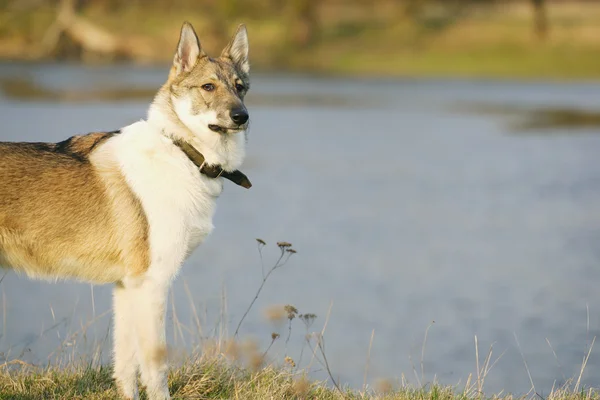 Młody pies husky na świerzym powietrzu — Zdjęcie stockowe