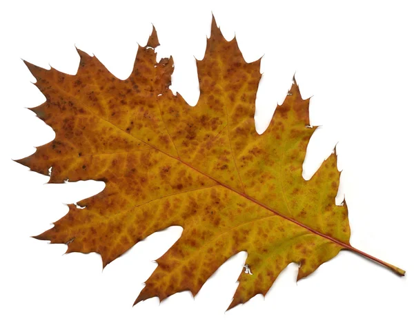 Autumn or fall leaf isolated Royalty Free Stock Images