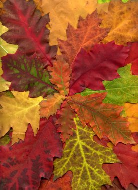 renkli arka plan sonbahar yaprakları