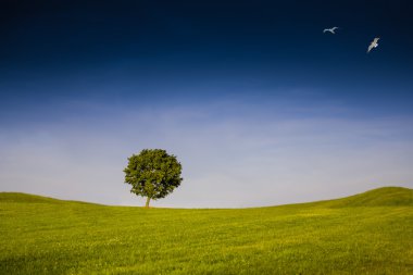 coburg yakınındaki kırsal lansdscape