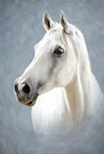 Картина, постер, плакат, фотообои "a white horse", артикул 13967918