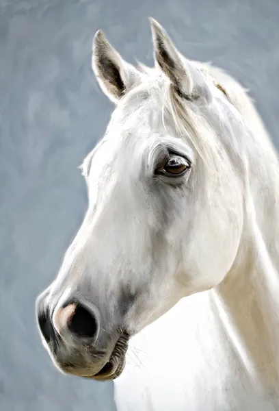 Un cavallo bianco — Foto Stock