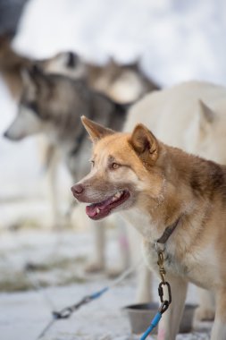 Kızak köpek yarışı
