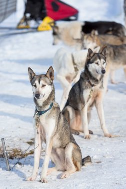 Kızak köpek yarışı