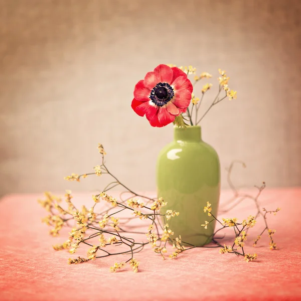 Anemone — Stock Photo, Image