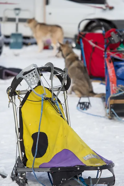 Hundekjøring med slede – stockfoto